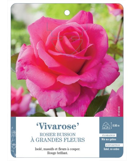 Rosier à grandes fleurs Vivarose