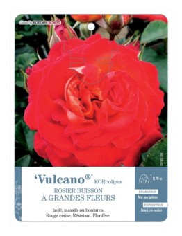 Rosier à grandes fleurs Vulcano® KORcolipas