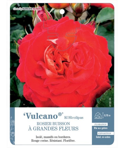 Rosier à grandes fleurs Vulcano® KORcolipas