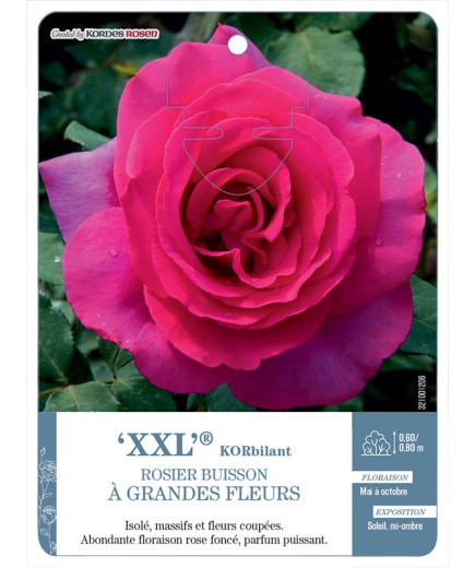 Rosier à grandes fleurs XXL® KORbilant