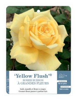 Rosier à grandes fleurs Yellow Flush®