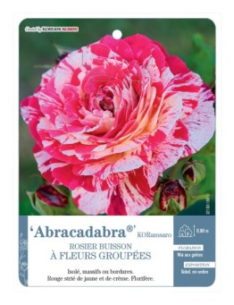 Rosier à fleurs groupées Abracadabra® KORamsaro
