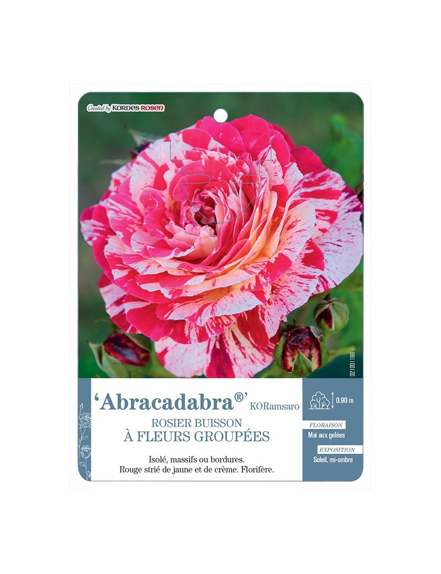 Rosier à fleurs groupées Abracadabra® KORamsaro