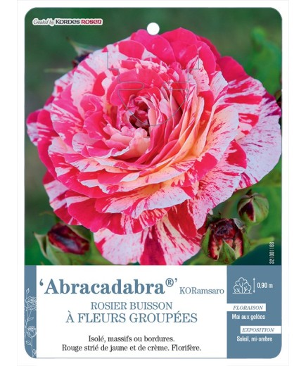 Rosier à fleurs groupées Abracadabra® KORamsaro