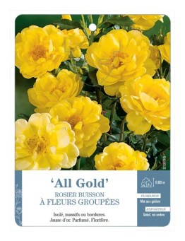 Rosier à fleurs groupées Allgold