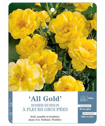 Rosier à fleurs groupées Allgold