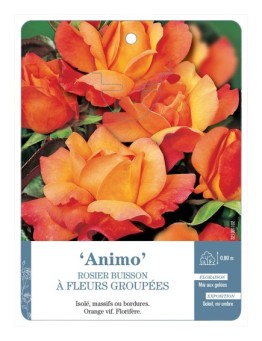 Rosier à fleurs groupées Animo