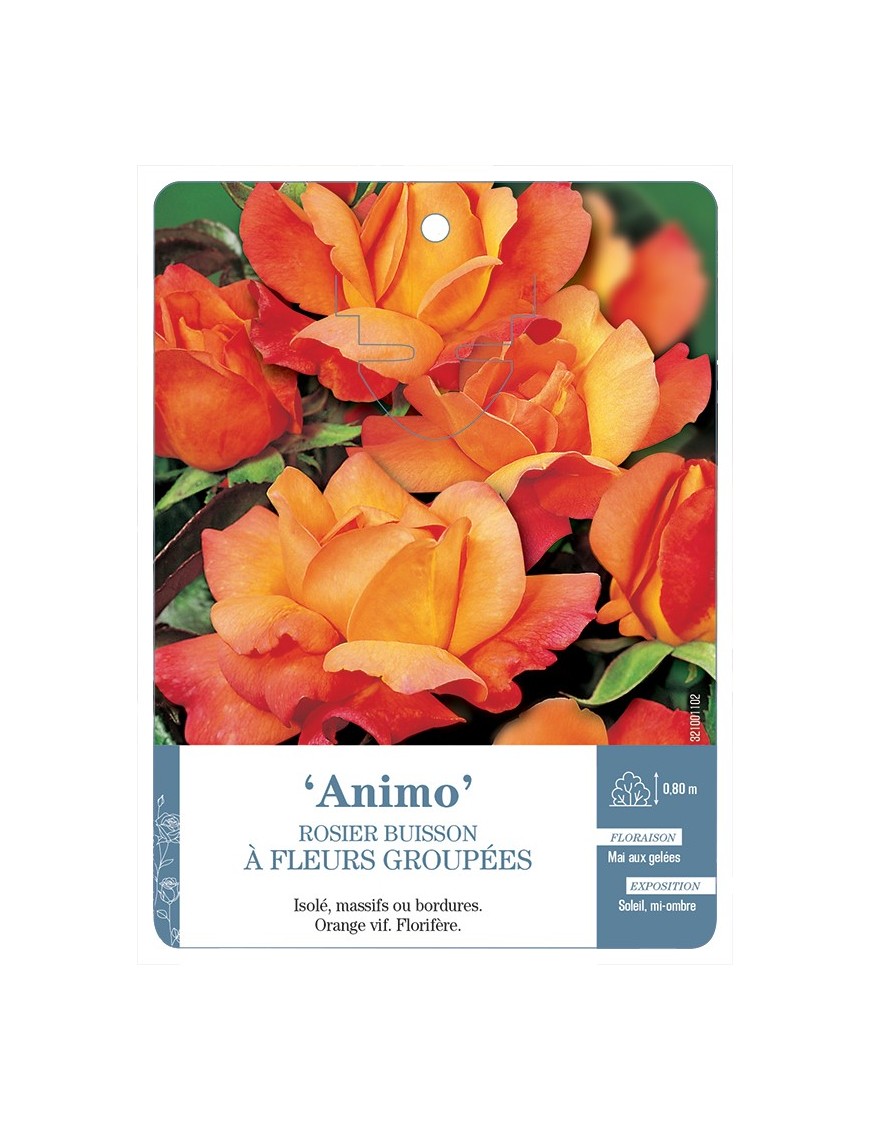 Rosier à fleurs groupées Animo