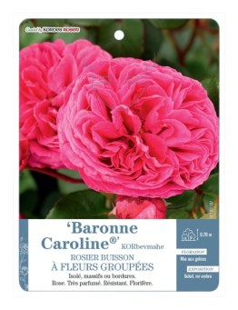 Rosier à fleurs groupées Baronne Caroline® KORbevmahe