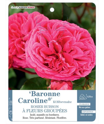 Rosier à fleurs groupées Baronne Caroline® KORbevmahe