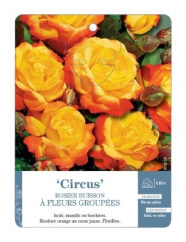 Rosier à fleurs groupées Circus