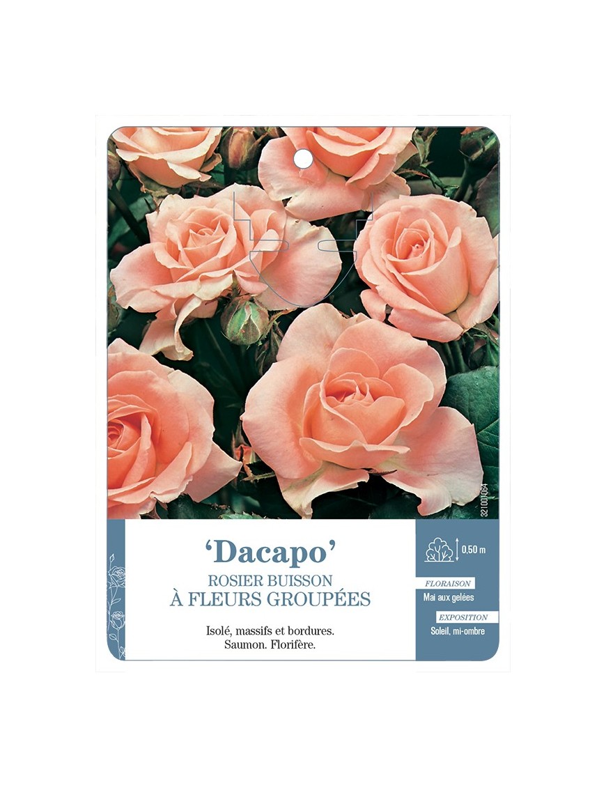 Rosier à fleurs groupées Dacapo