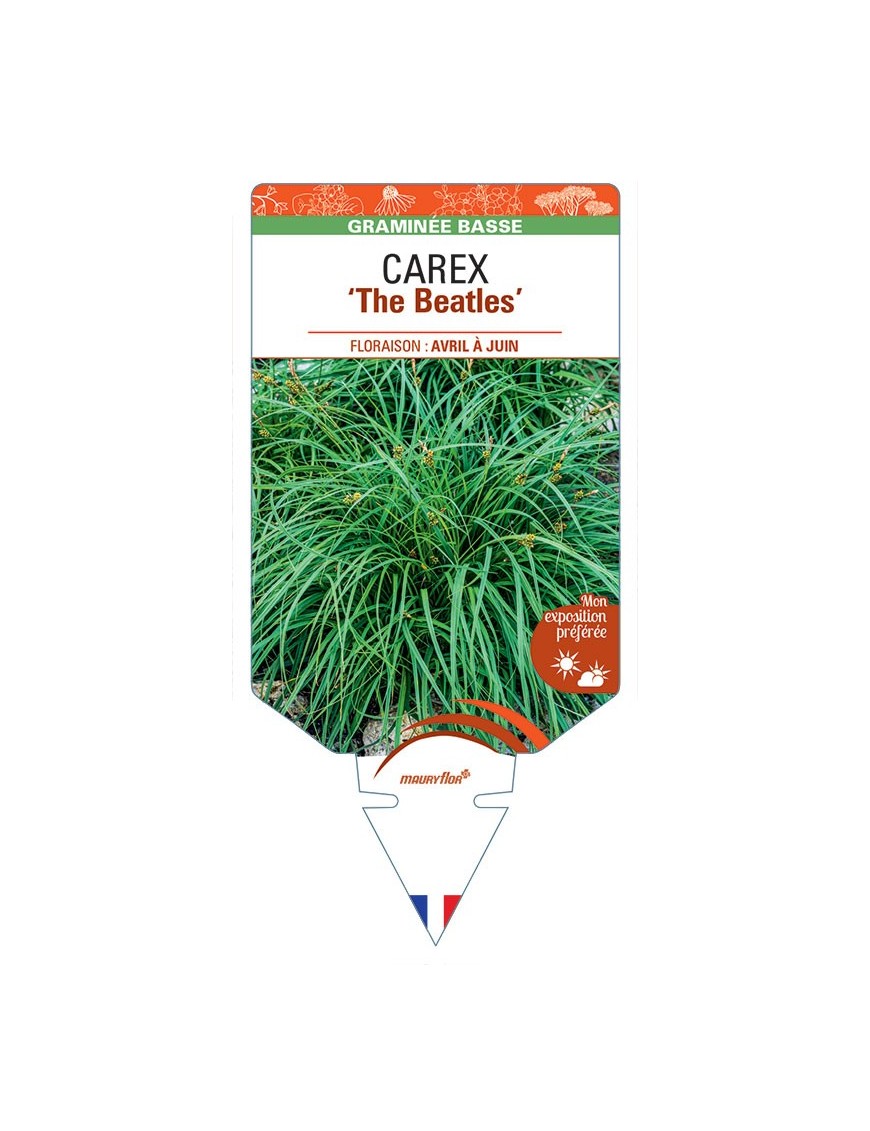 CAREX caryophyllea The Beatles