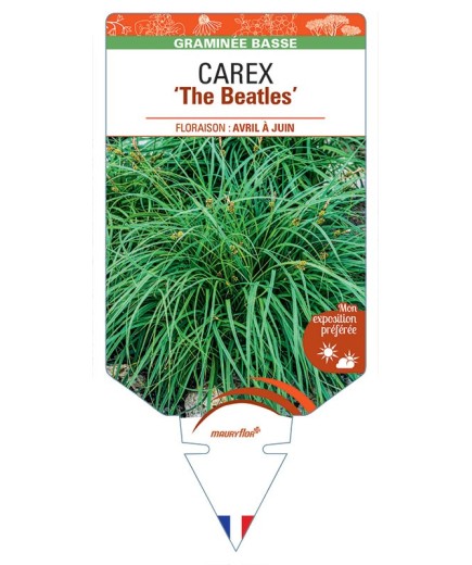 CAREX caryophyllea The Beatles