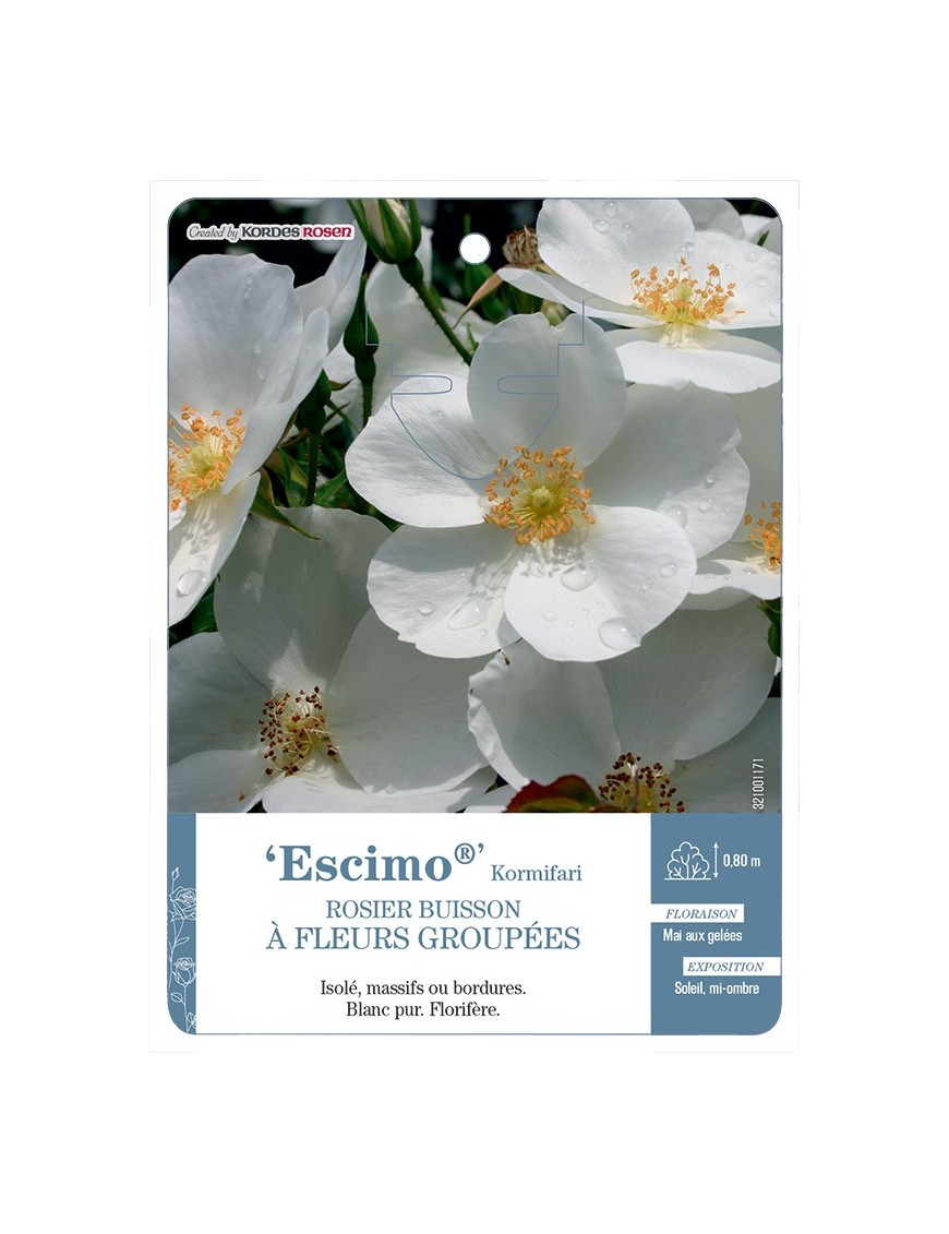 Rosier à fleurs groupées Escimo® Kormifari