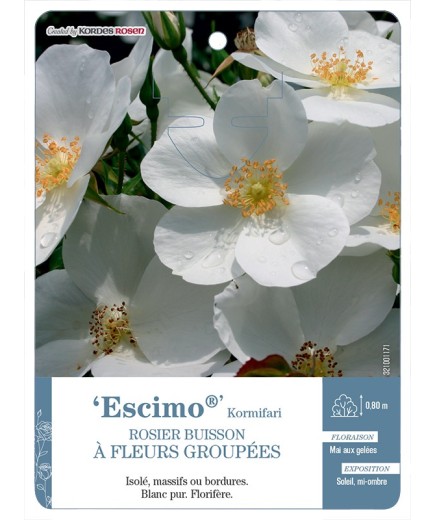 Rosier à fleurs groupées Escimo® Kormifari