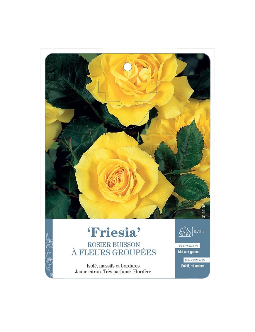 Rosier à fleurs groupées Friesia