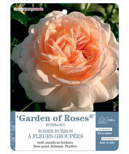 Rosier à fleurs groupées Garden of Roses® KORfloci01