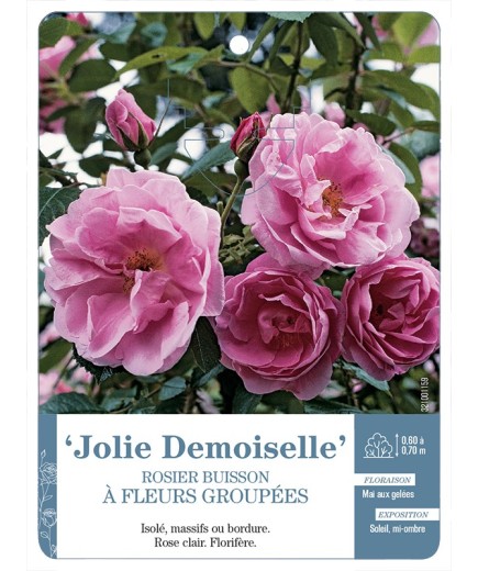 Rosier à fleurs groupées Jolie Demoiselle
