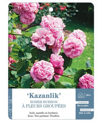 Rosier à fleurs groupées Kazanlik