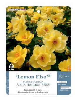 Rosier à fleurs groupées Lemon Fizz®