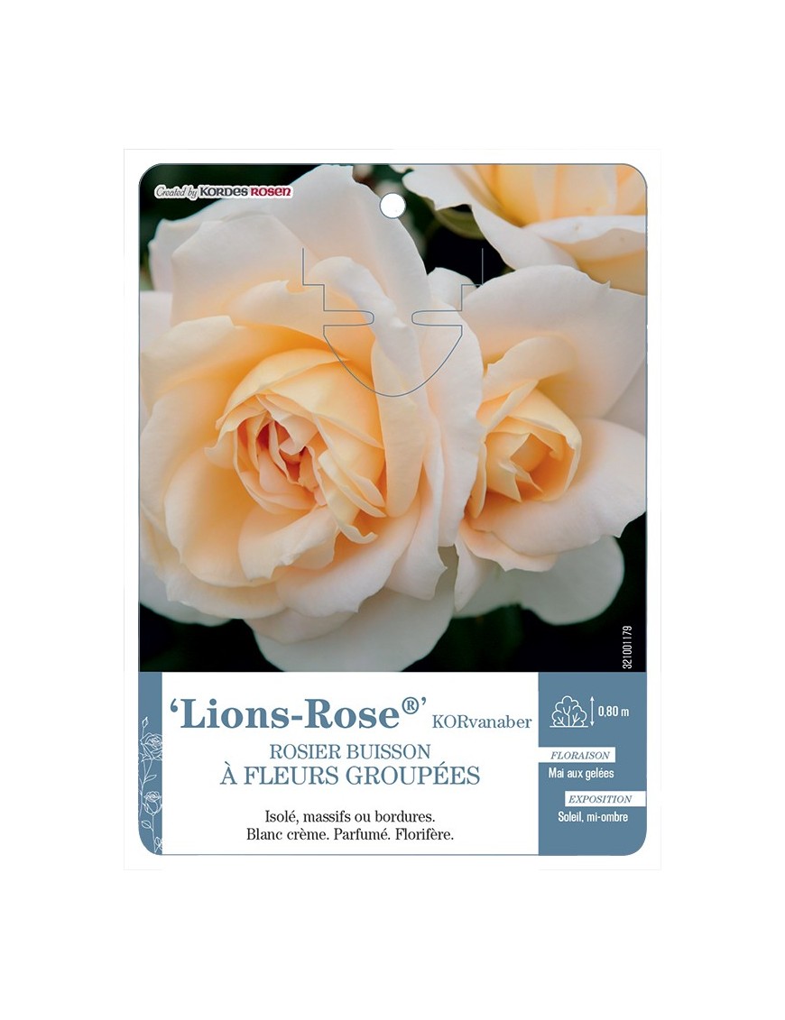 Rosier à fleurs groupées Lions-Rose® KORvanaber