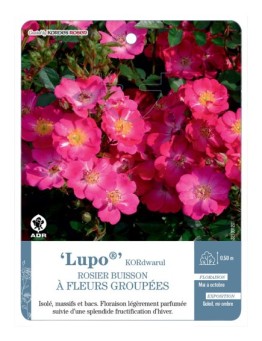 Rosier à fleurs groupées Lupo® KORdwarul