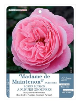 Rosier à fleurs groupées Madame de Maintenon® KORtekcho