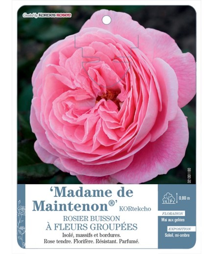 Rosier à fleurs groupées Madame de Maintenon® KORtekcho
