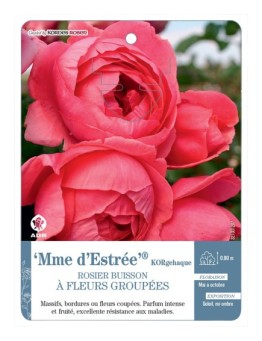 Rosier à fleurs groupées Mme d’Estrée® KORgehaque