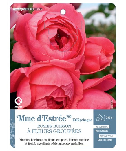 Rosier à fleurs groupées Mme d’Estrée® KORgehaque