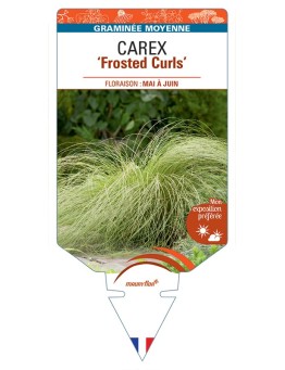 CAREX comans Frosted Curls