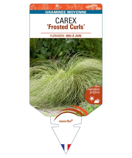 CAREX comans Frosted Curls