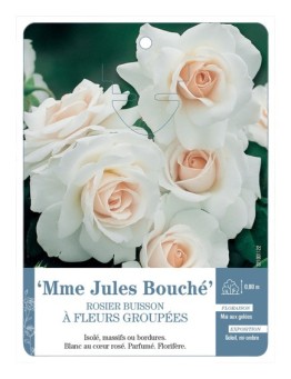 Rosier à fleurs groupées Mme Jules Bouché
