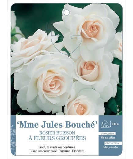Rosier à fleurs groupées Mme Jules Bouché