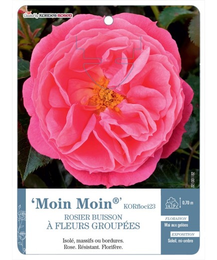 Rosier à fleurs groupées Moin Moin® KORfloci23