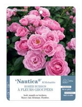 Rosier à fleurs groupées Nautica® KORcharblo
