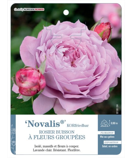 Rosier à fleurs groupées Novalis® KORfriedhar
