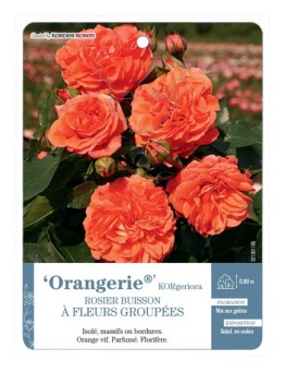 Rosier à fleurs groupées Orangerie® KORgeriora