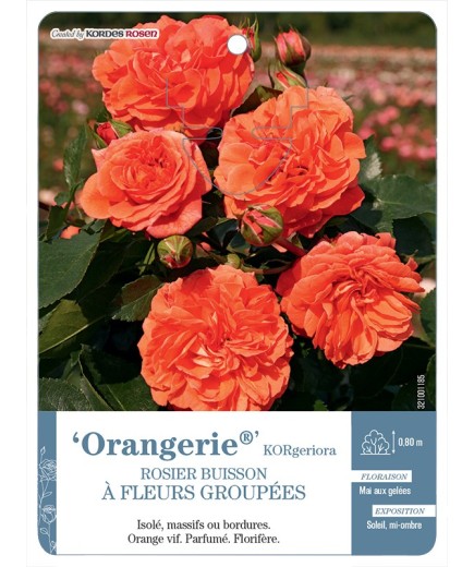 Rosier à fleurs groupées Orangerie® KORgeriora