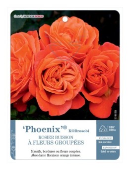 Rosier à fleurs groupées Phoenix® KORrosobi