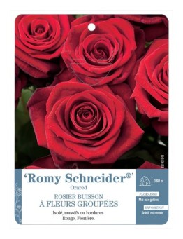 Rosier à fleurs groupées Romy Schneider® Oraded