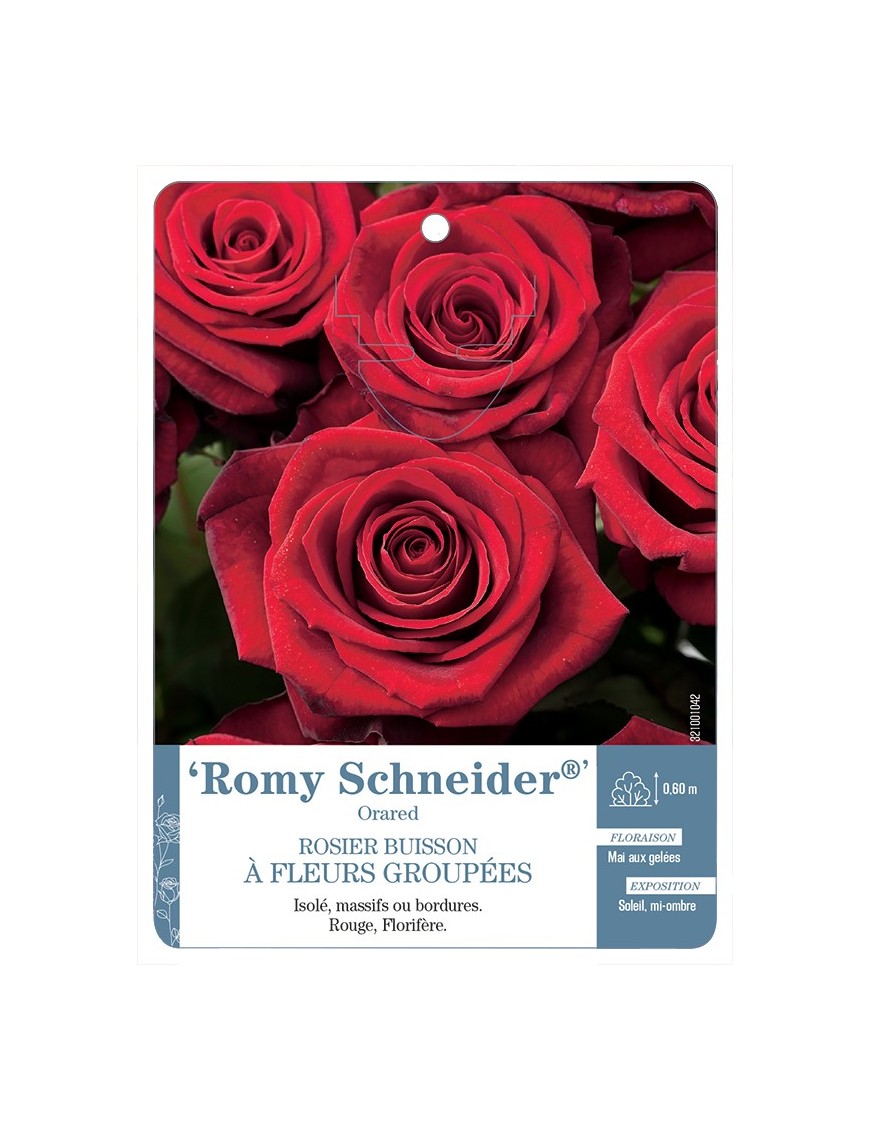 Rosier à fleurs groupées Romy Schneider® Oraded