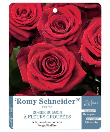 Rosier à fleurs groupées Romy Schneider® Oraded