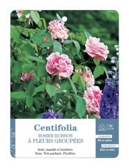 Rosier à fleurs groupées Rosa centifolia de Grasse