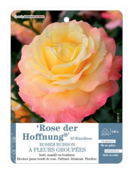 Rosier à fleurs groupées Rose Der Hoffnung® KORamflusa