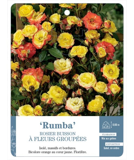 Rosier à fleurs groupées Rumba