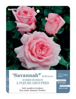 Rosier à fleurs groupées Savannah® KORvioros