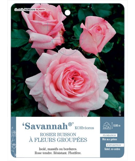 Rosier à fleurs groupées Savannah® KORvioros