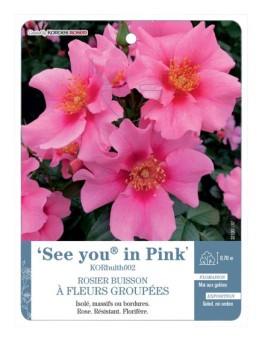 Rosier à fleurs groupées See you® in Pink KORhulth002
